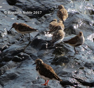 waders (turnstone, dunlin, sanderlings) Kenneth Noble